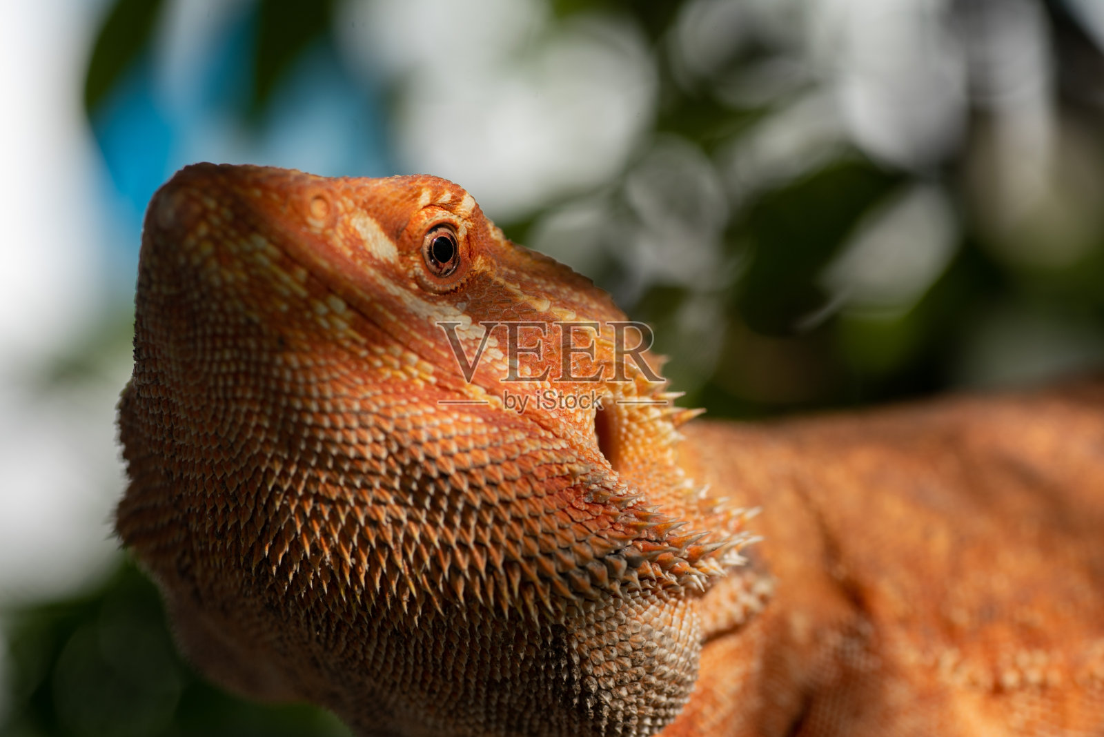 地面上的大胡子龙，背景模糊照片摄影图片