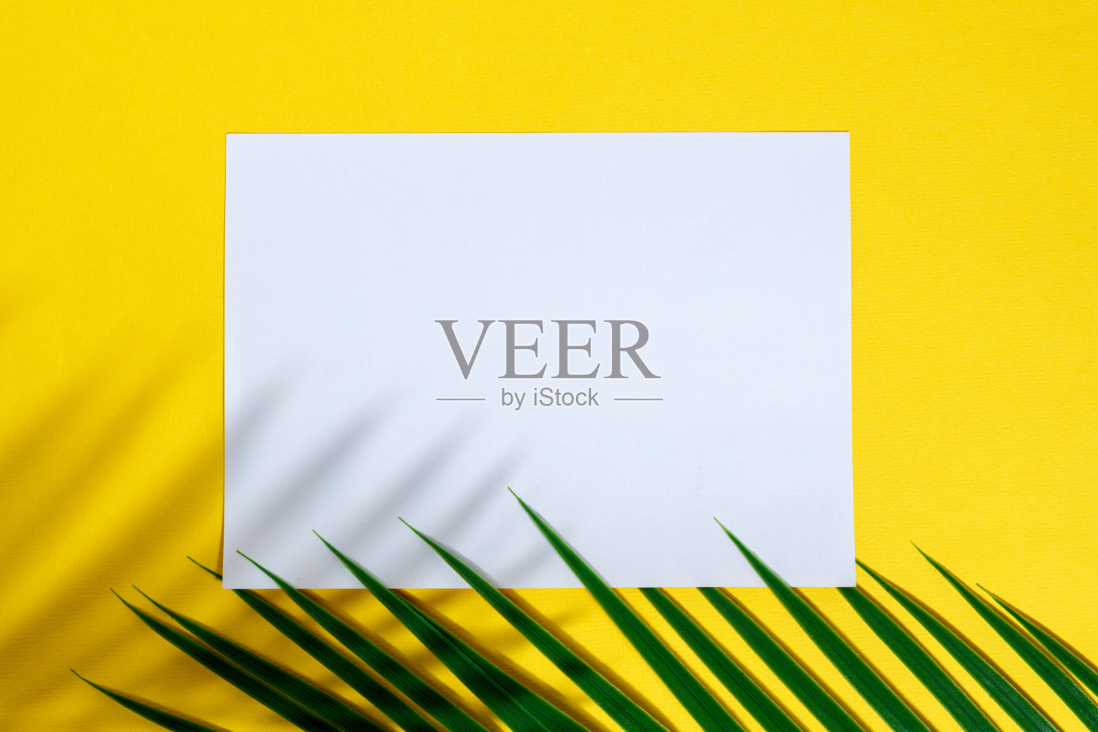 绿色的棕榈叶在明亮的黄色背景上。夏日概念，沙滩旅行。平的。本空间照片摄影图片