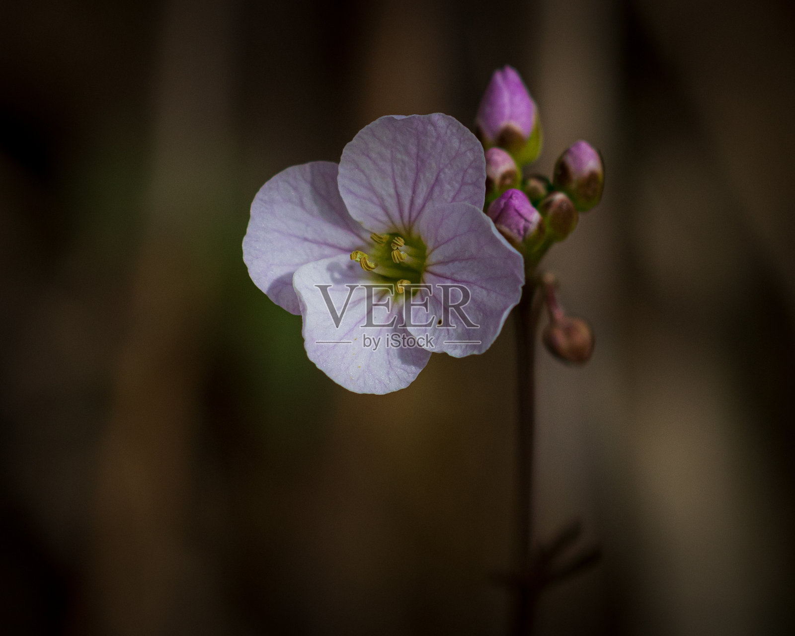 精致的杜鹃花在模糊的背景照片摄影图片