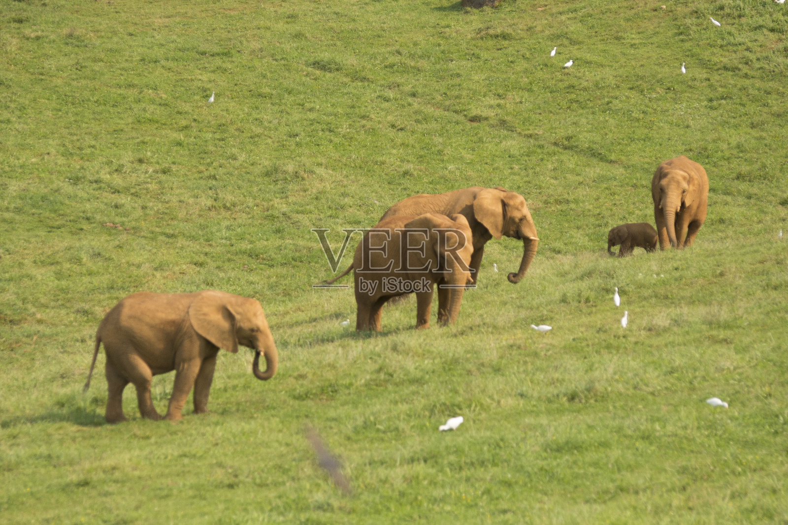 小象在绿色草地上吃草照片摄影图片