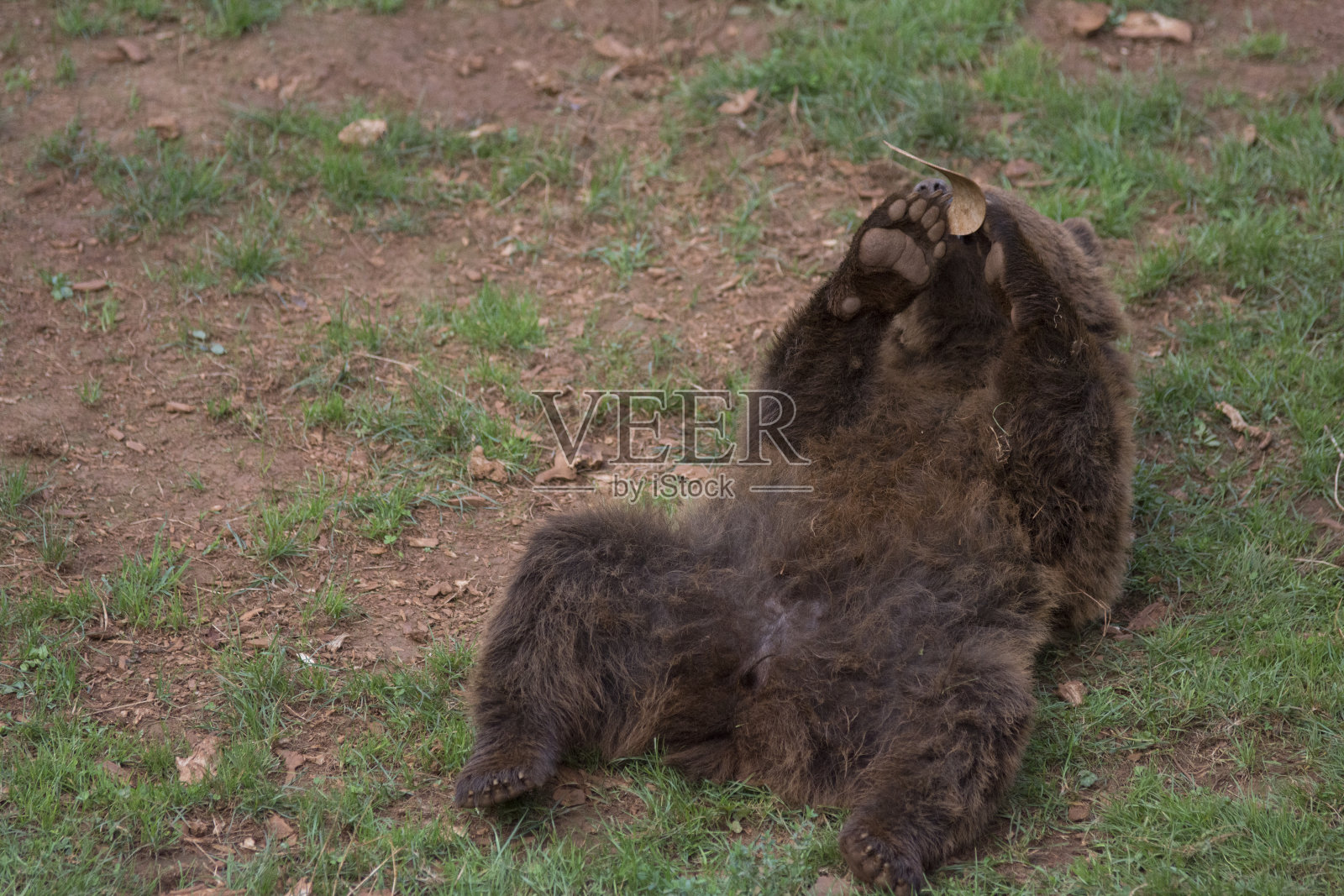 动物园里一只小棕熊在白天躺在地上的特写照片摄影图片