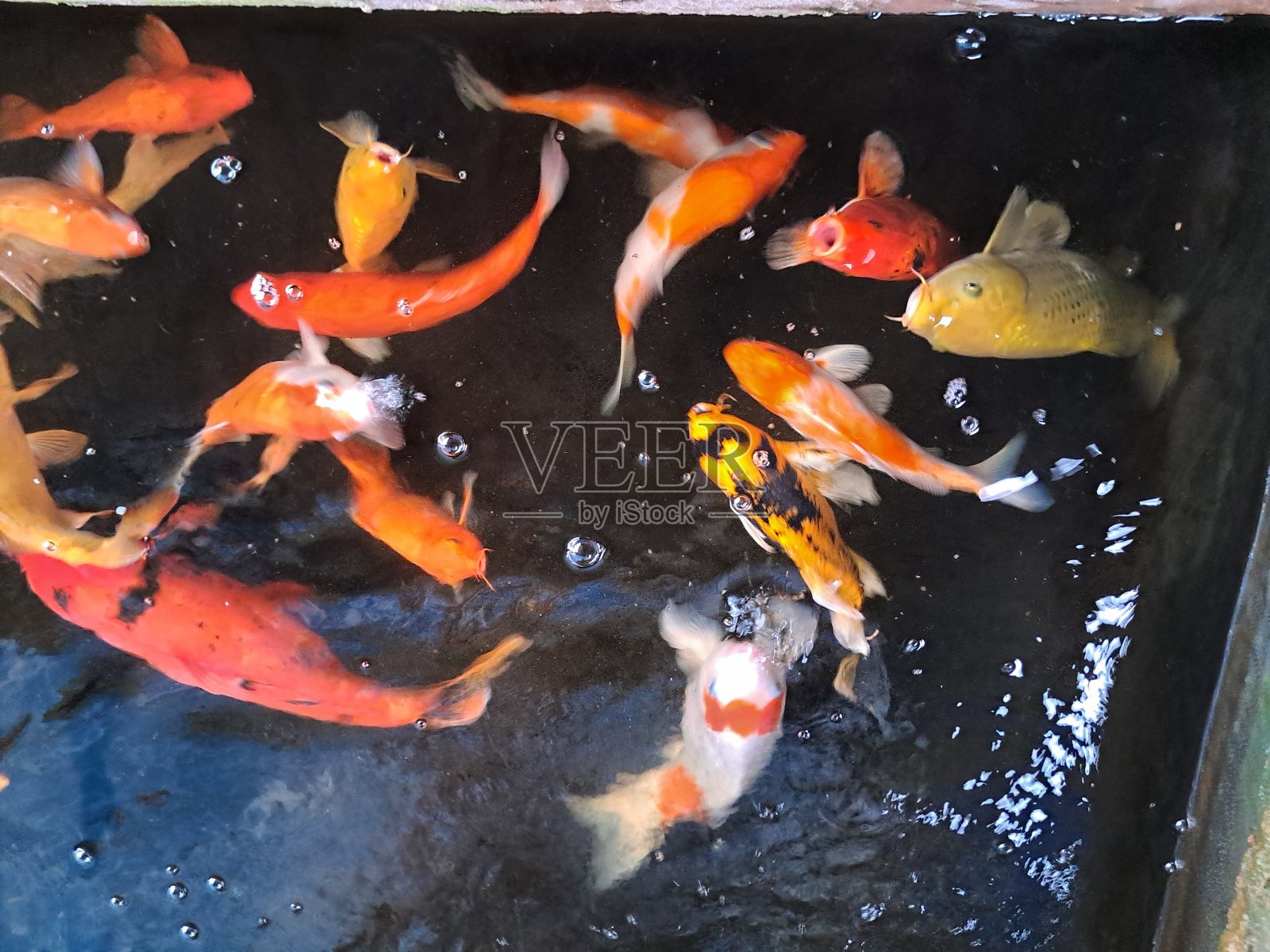 锦鲤照片摄影图片