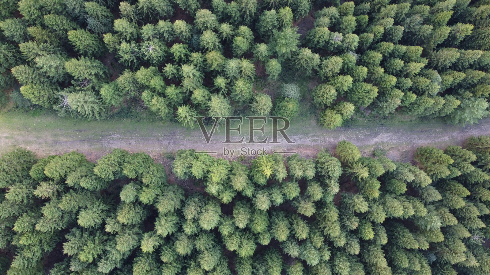 穿过松林的道路的俯视图照片摄影图片