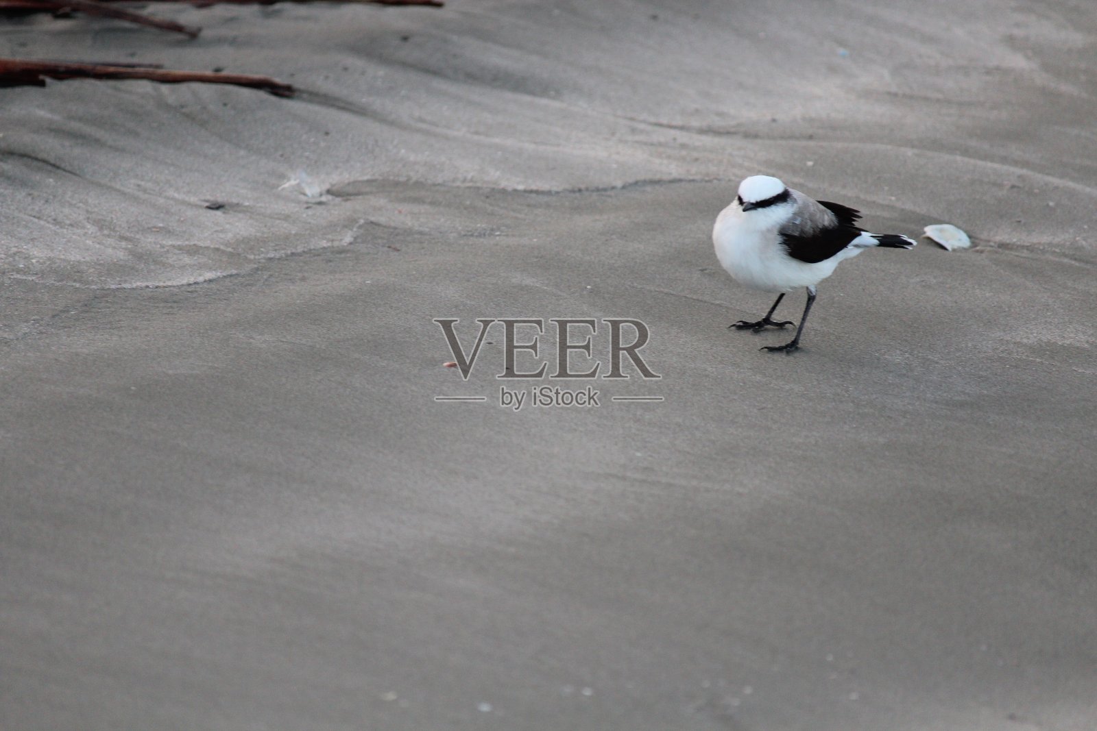 鸟蒙面洗衣妇，fluvicola nengeta照片摄影图片