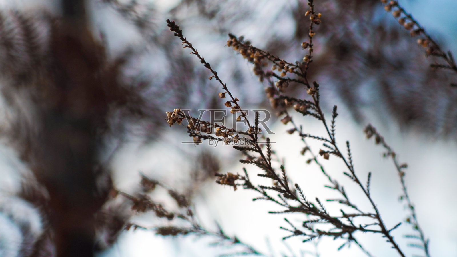 Bruyères sauvages照片摄影图片