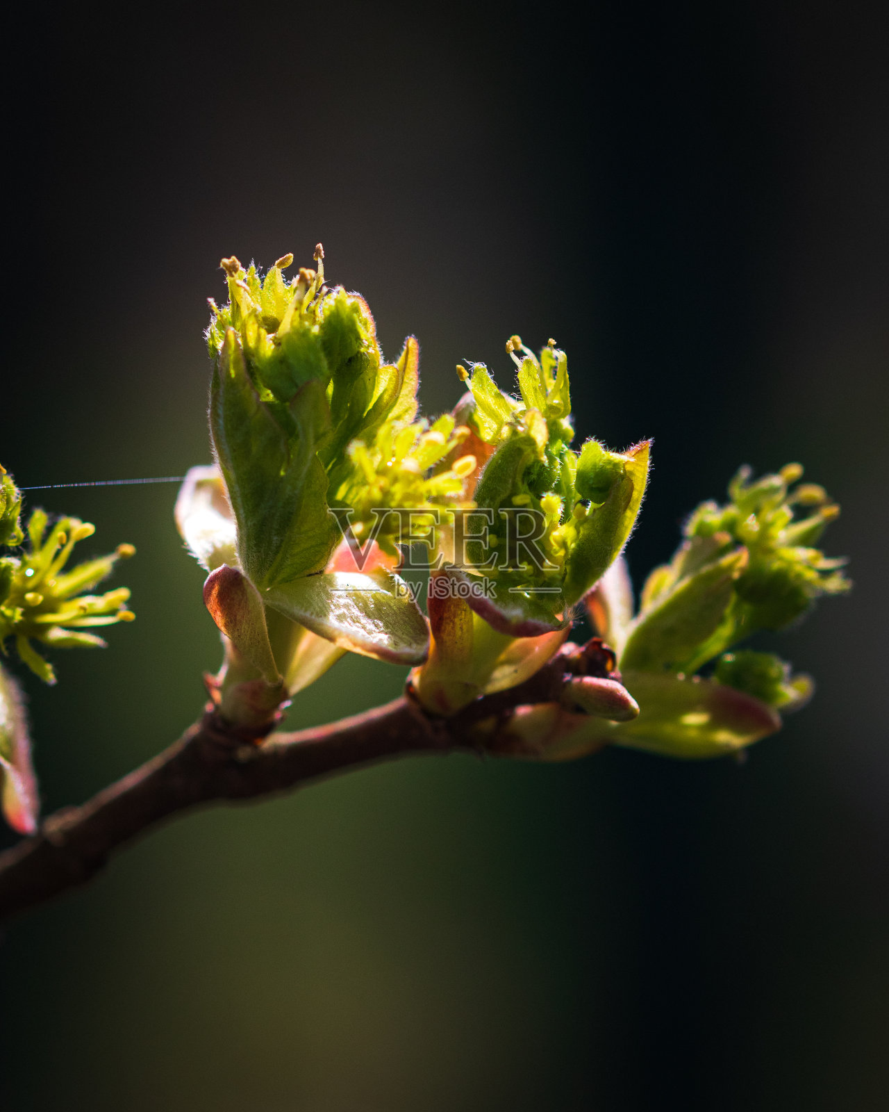 白天花园里的一些花的特写镜头照片摄影图片