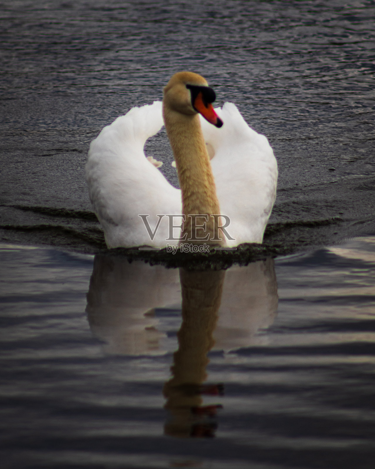 白天湖中天鹅的惊险镜头照片摄影图片