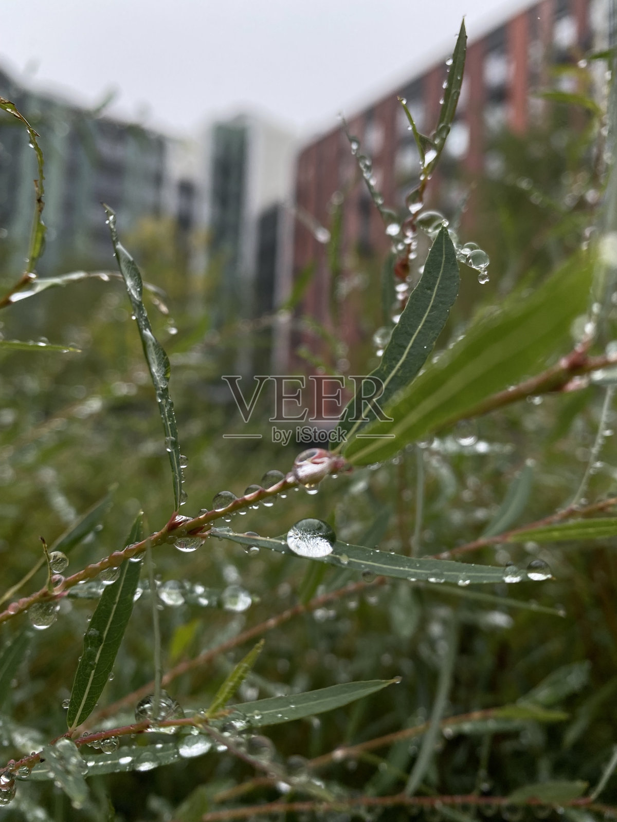 草叶上的雨滴照片摄影图片