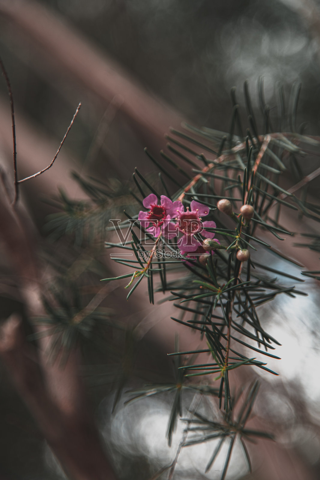 特写的松树树枝与粉红色的花朵在模糊的背景照片摄影图片