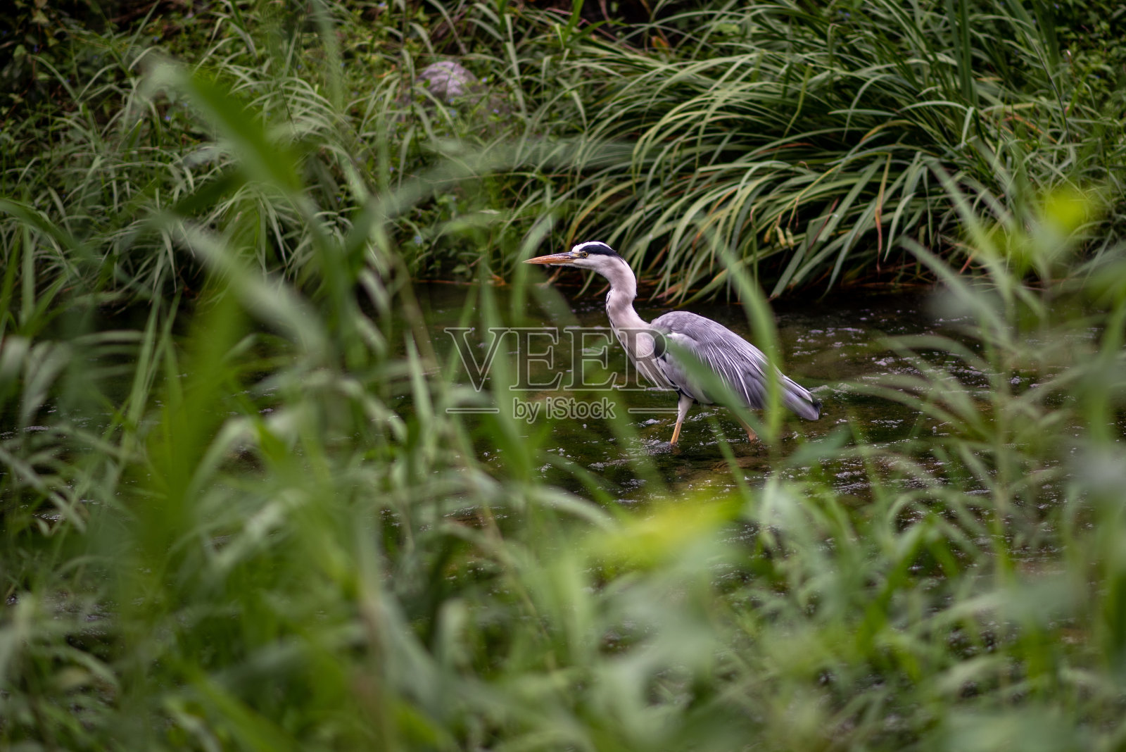 一只灰色的苍鹭在河里照片摄影图片