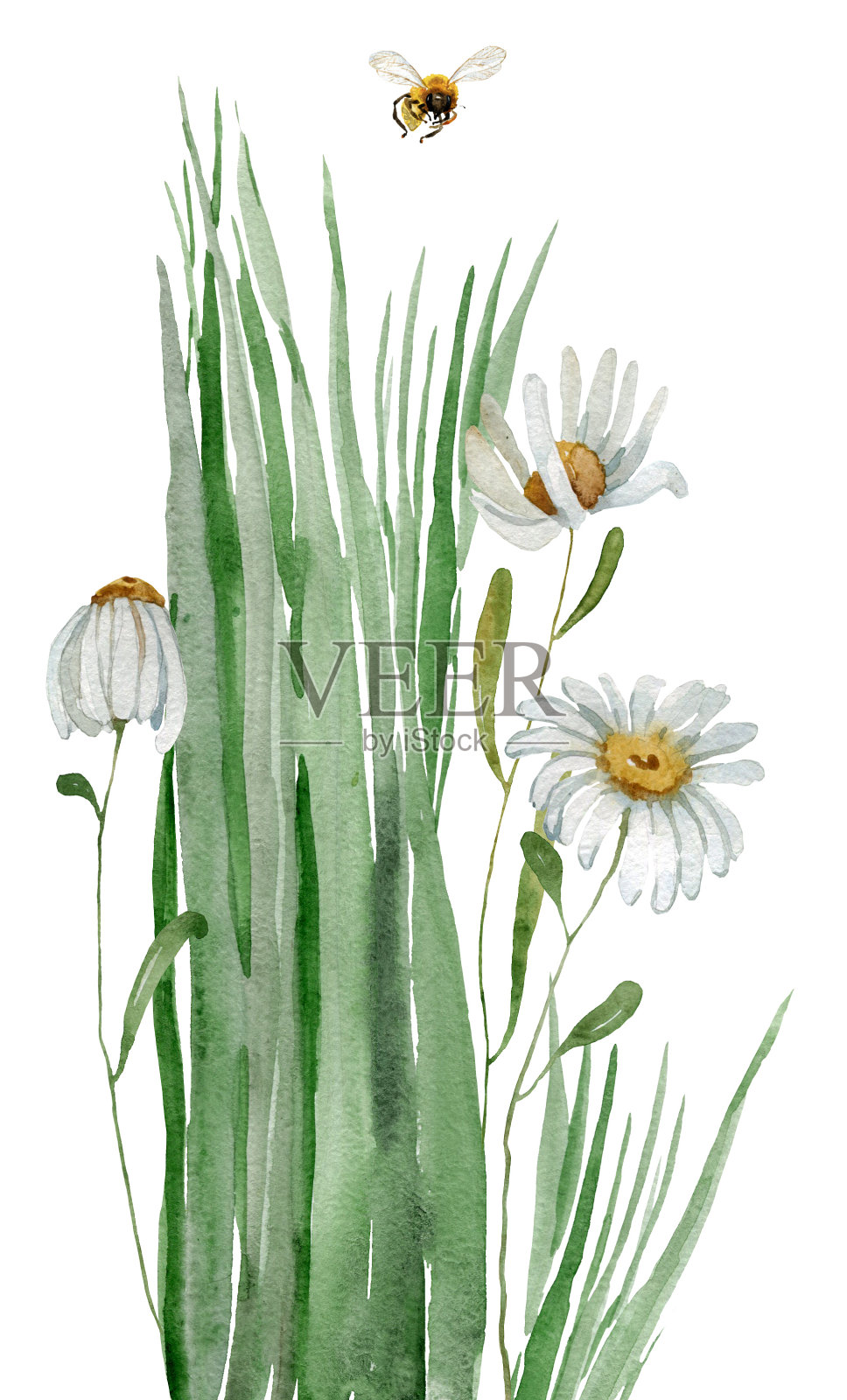 水彩草边插画图片素材