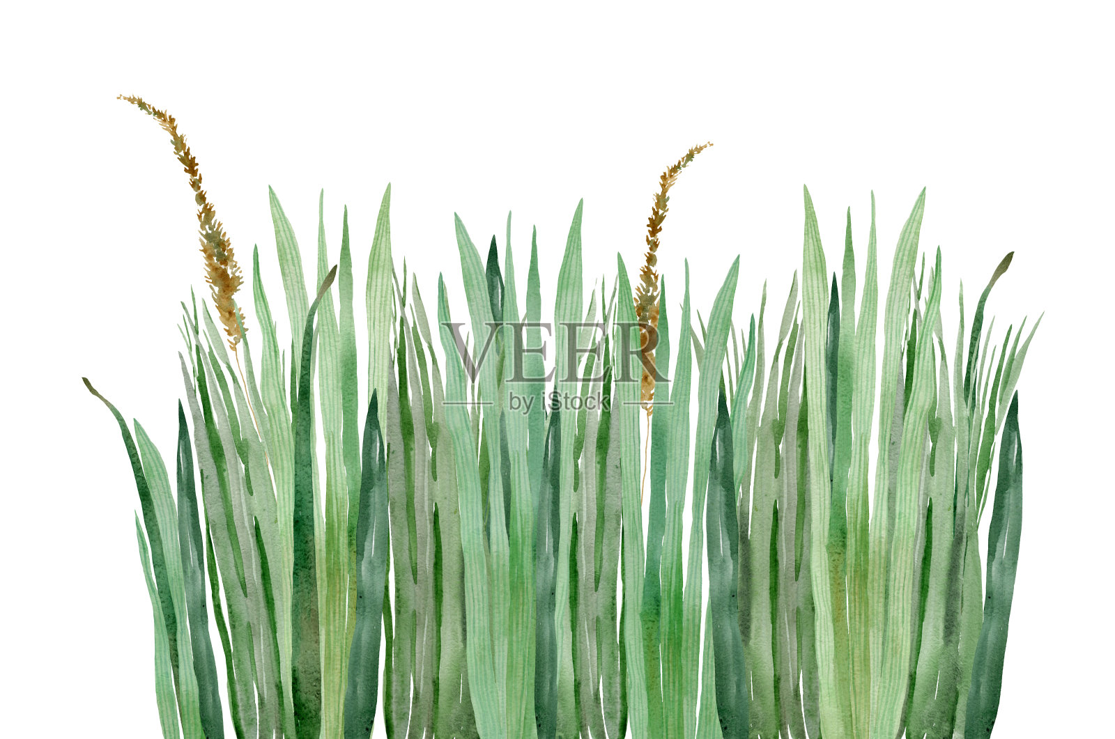 水彩草边插画图片素材