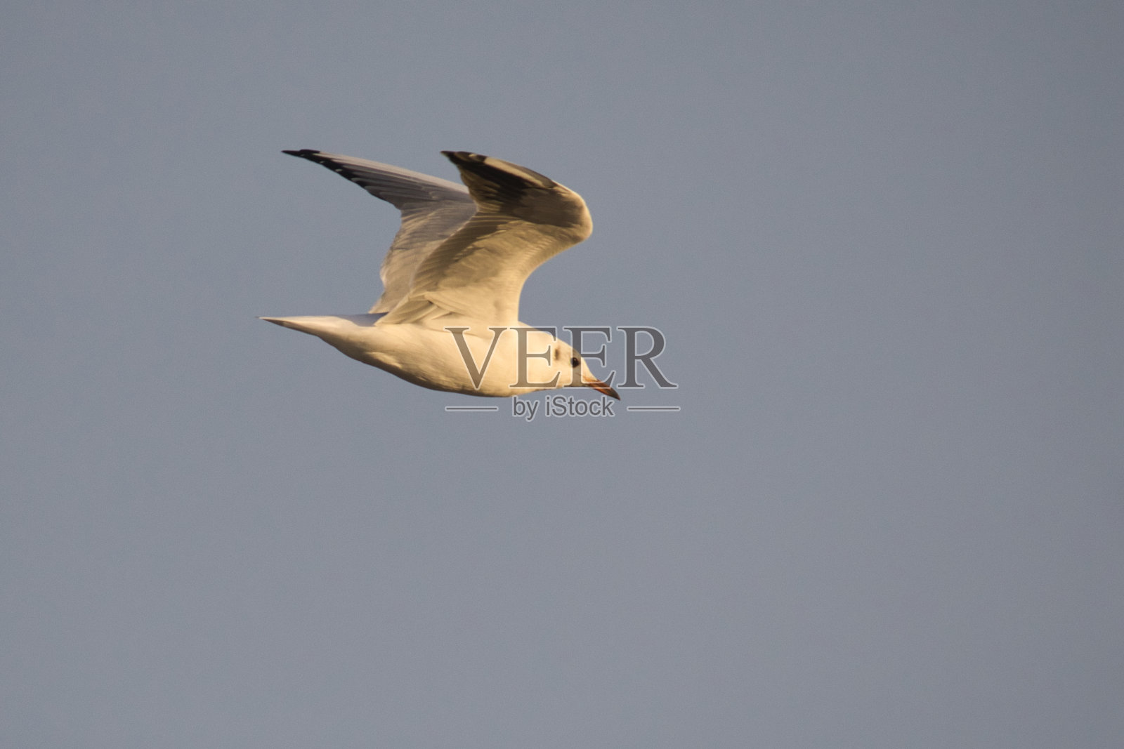 海鸥在蔚蓝晴朗的天空中飞翔照片摄影图片