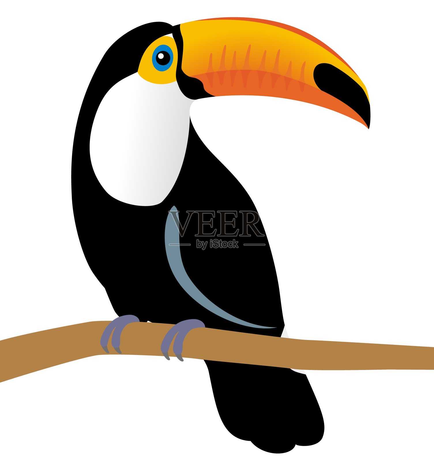 孤立在白色背景上的托科巨嘴鸟插画图片素材