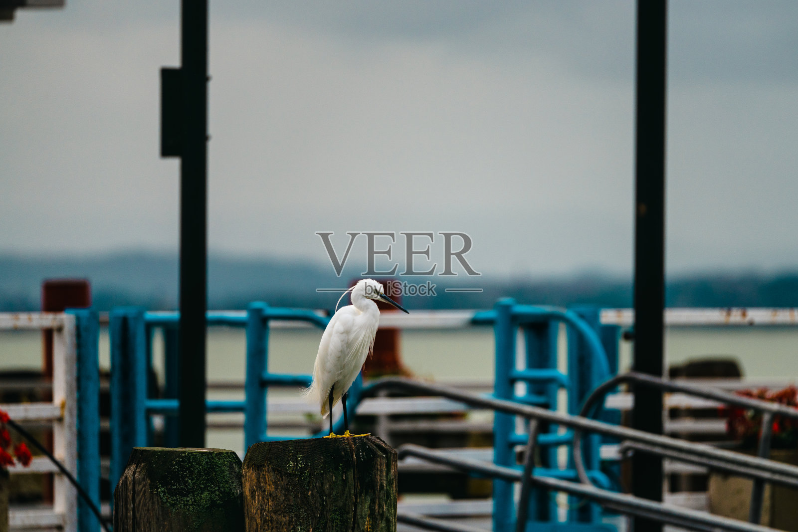 这只小白鹭站在靠近港口的木头表面上的特写镜头。照片摄影图片