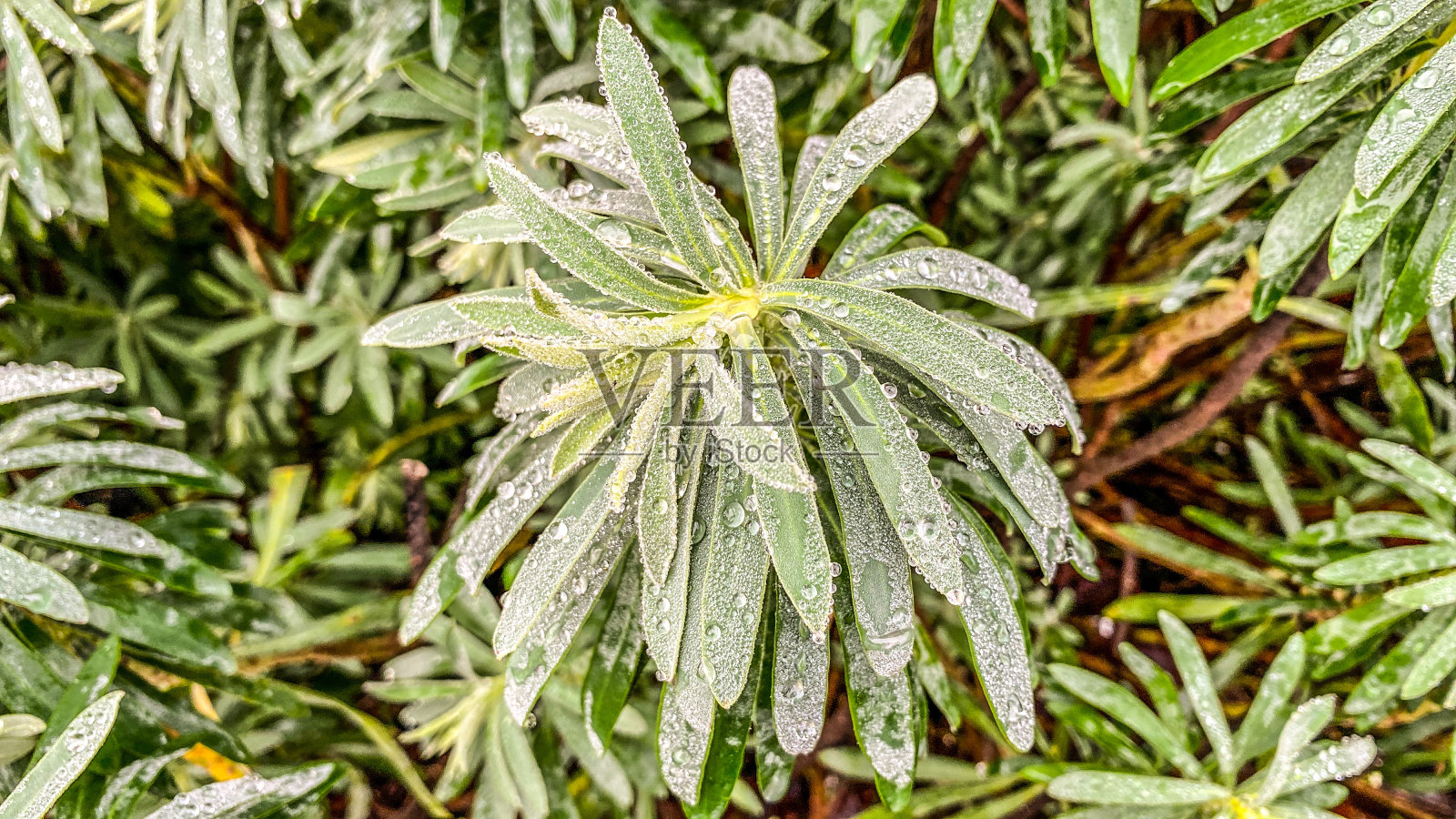 花园里的晨露照片摄影图片