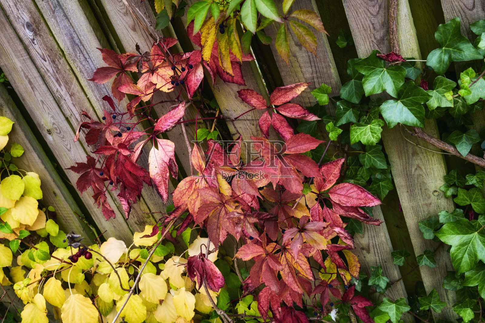 五彩缤纷的秋叶。橙色和黄色的秋叶。秋天的背景。在花园、森林或公园里，有黄橙色叶子的树木的自然秋景。照片摄影图片