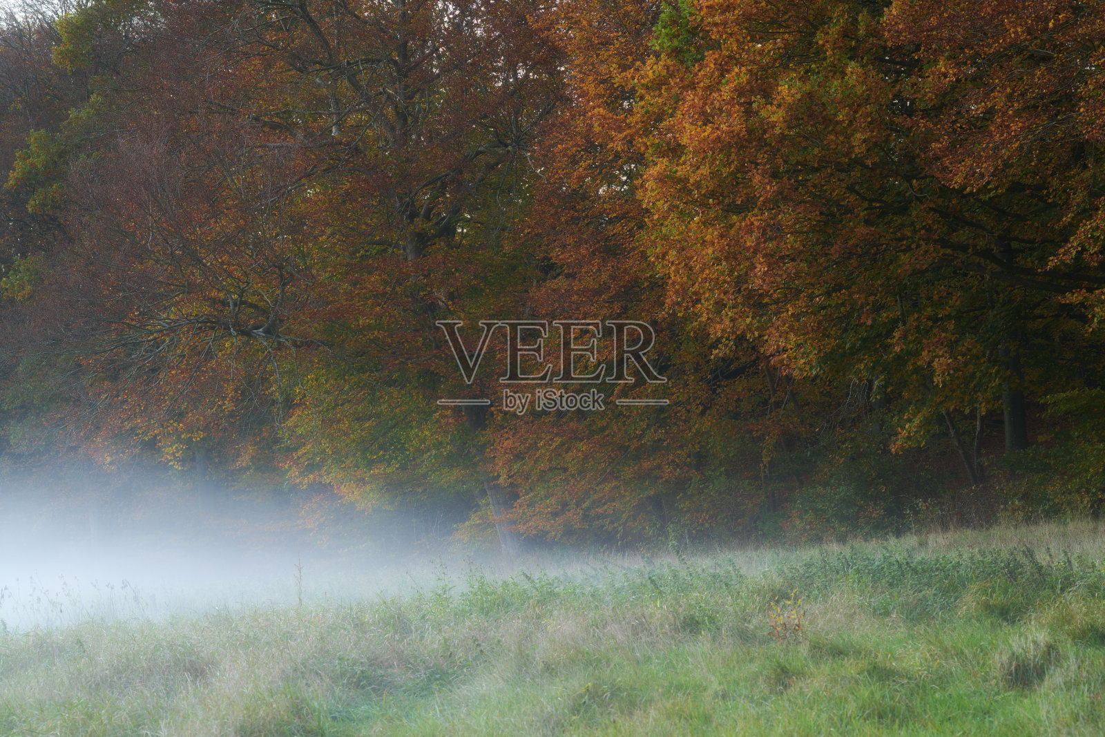 五彩缤纷的秋叶。橙色和黄色的秋叶。秋天的背景。在花园、森林或公园里，有黄橙色叶子的树木的自然秋景。照片摄影图片