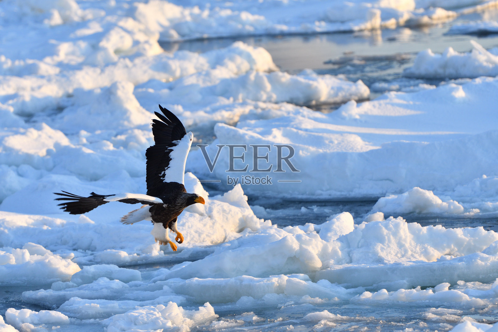 冬天在浮冰上观鸟照片摄影图片