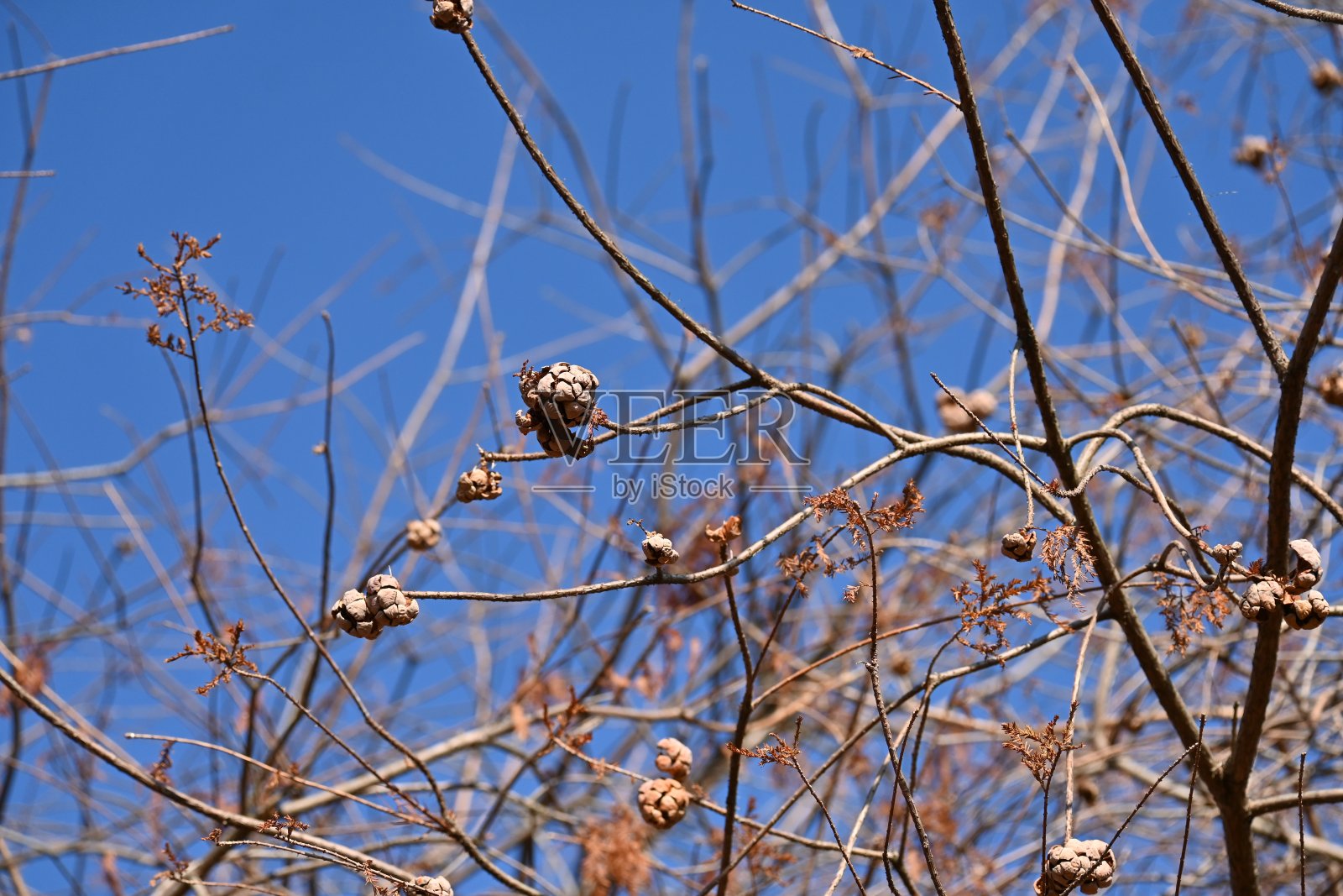 冬季的秃柏树(杉属)。树叶和坚果。照片摄影图片