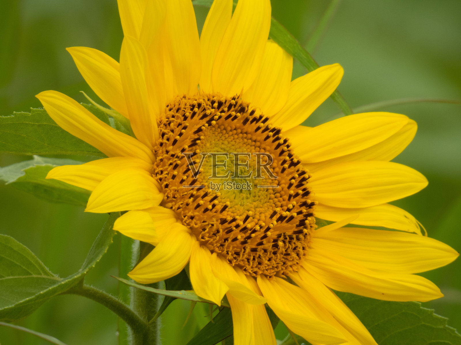 向日葵开着可爱的黄花照片摄影图片