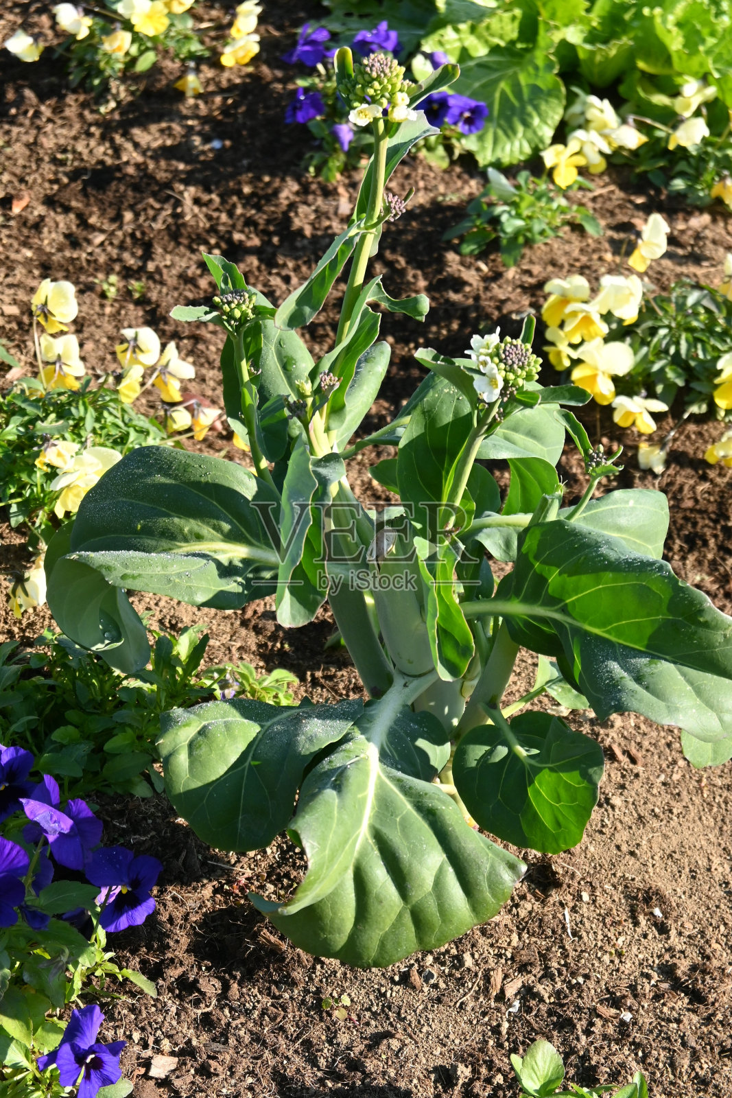 罕见的形象。一种新生的蔬菜。”鳀鱼蔬菜'。照片摄影图片