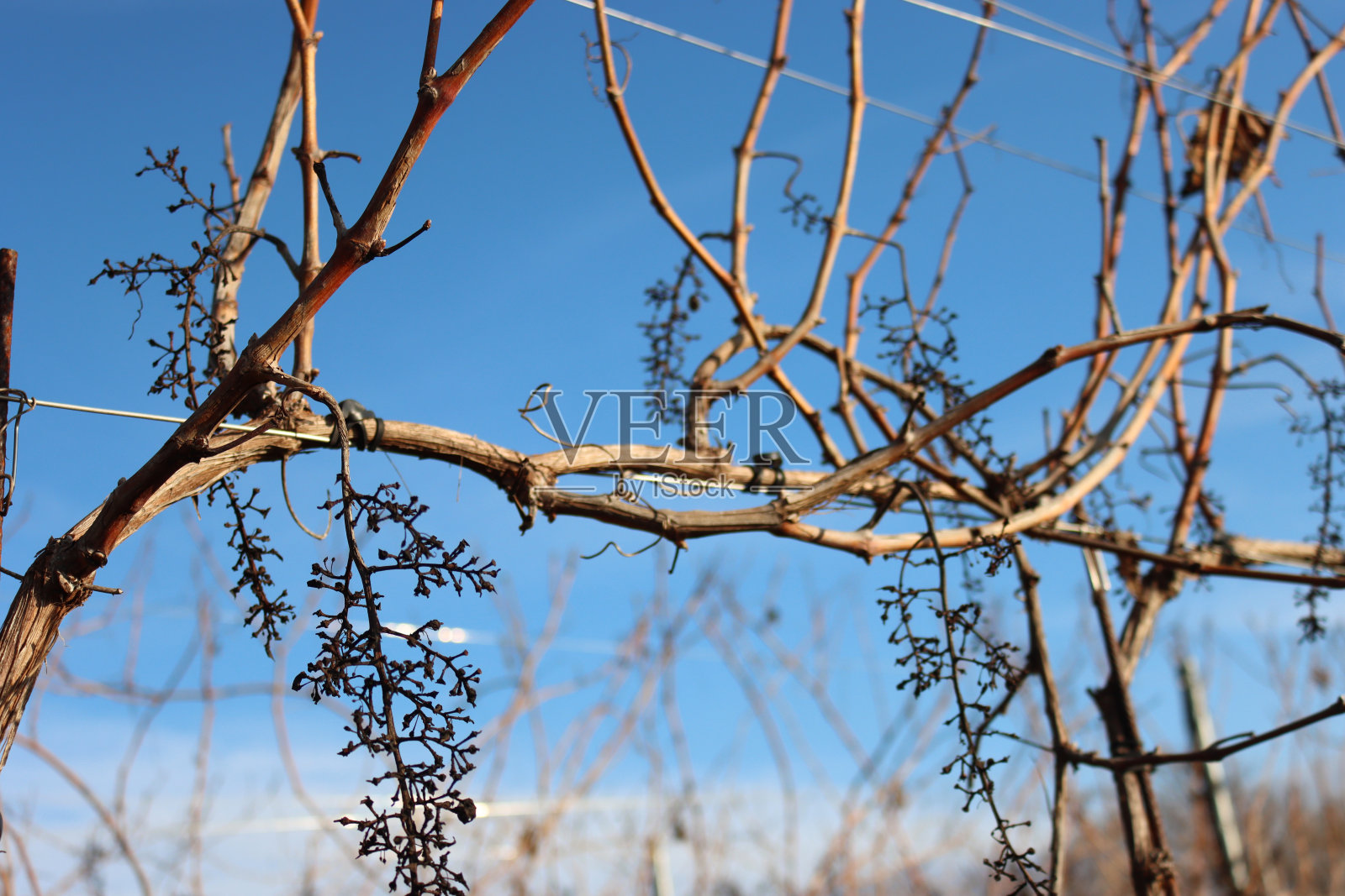 比诺葡萄园与干葡萄杆在蓝天照片摄影图片