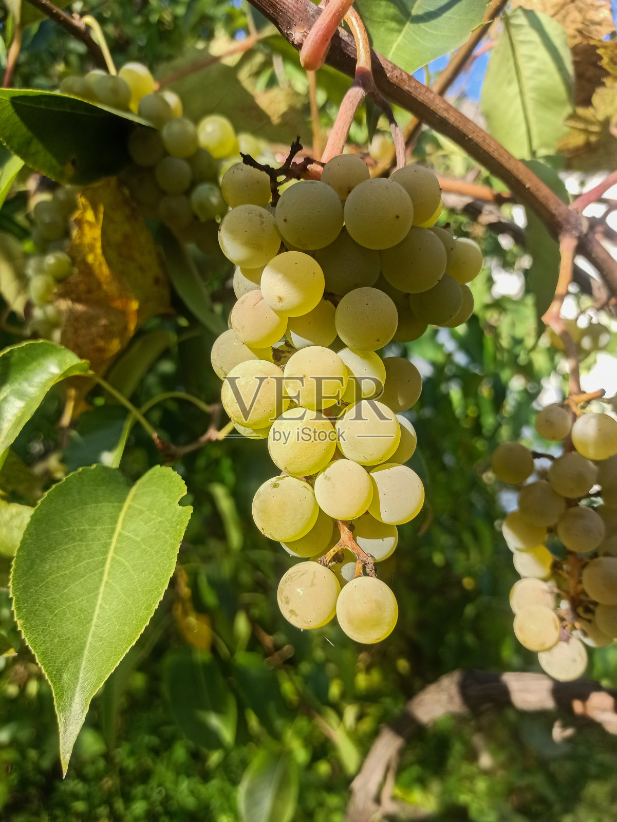 Сloseup of bunch of grapes in grape farm. Fruits照片摄影图片