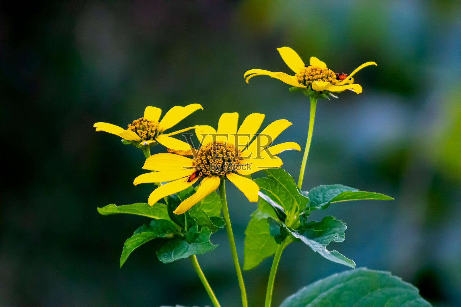 非洲黄色雏菊的选择性聚焦镜头照片摄影图片