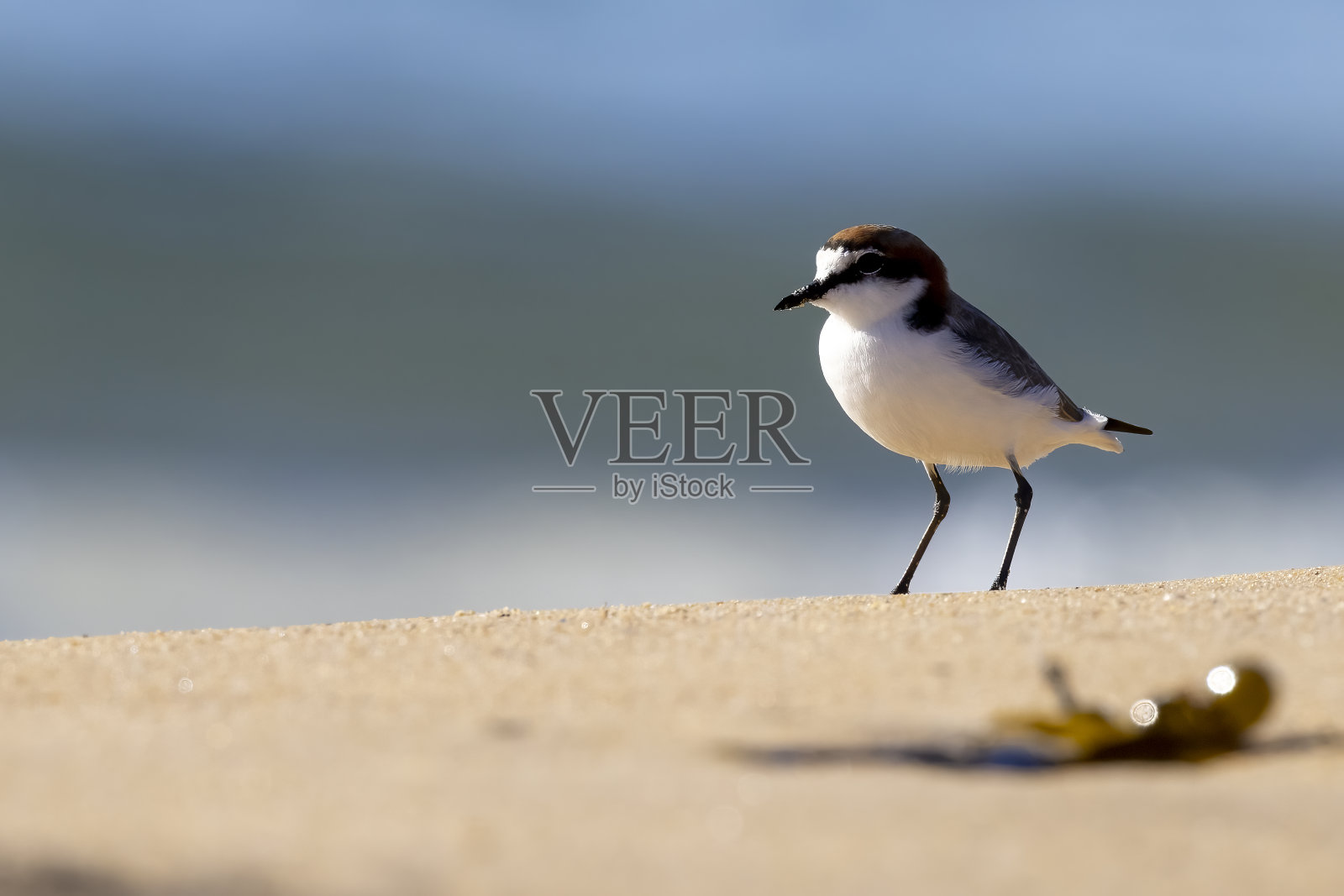 在阳光灿烂的日子里，鸟在摩谷照片摄影图片