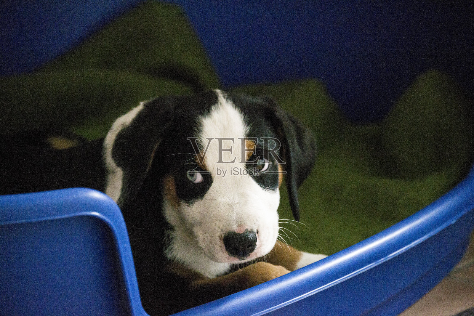 一只黑白狗的特写镜头照片摄影图片