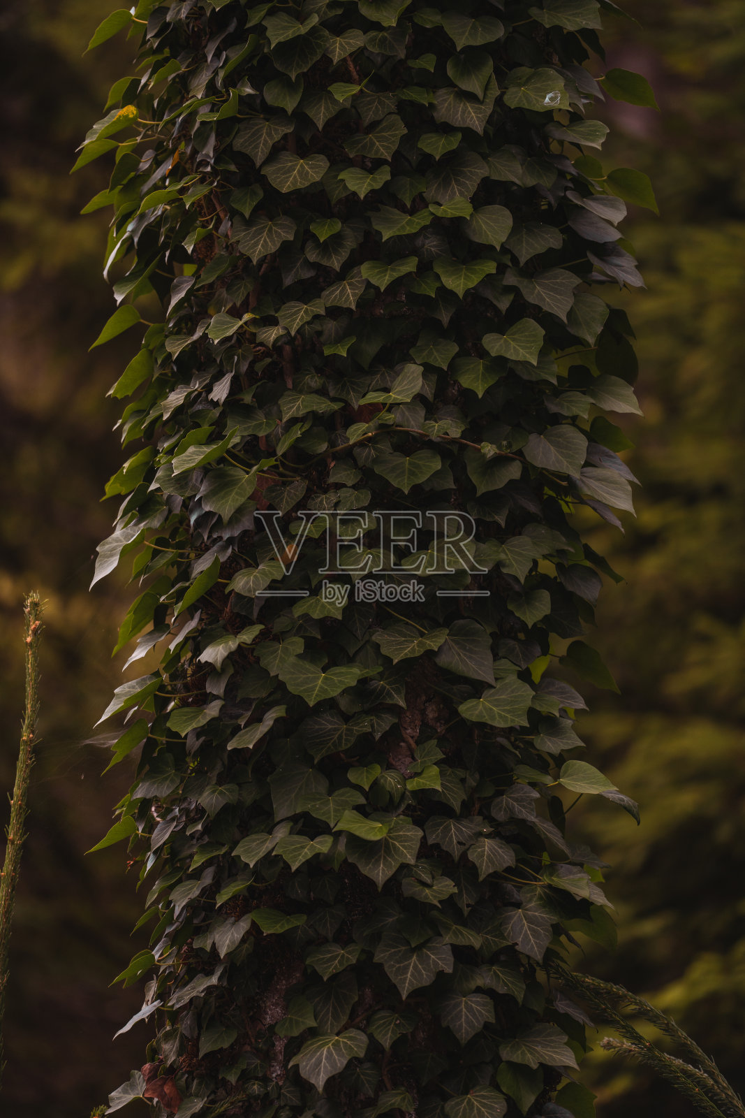 库存镜头包括自然、动物和城市生活照片摄影图片