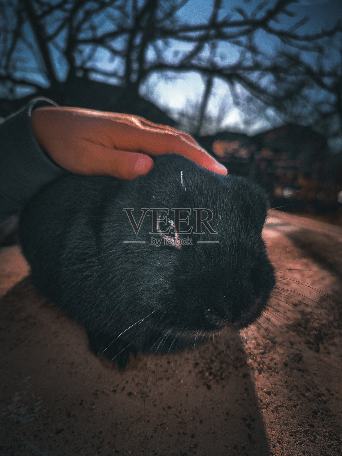 冬天如春照片摄影图片