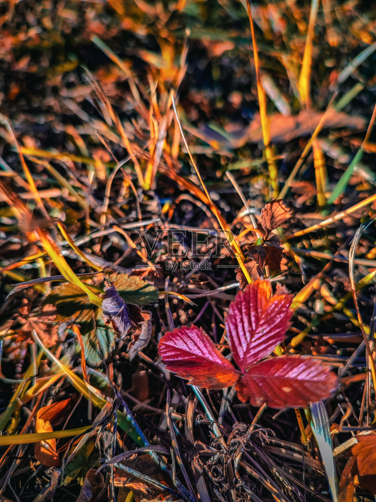 冬天如春照片摄影图片