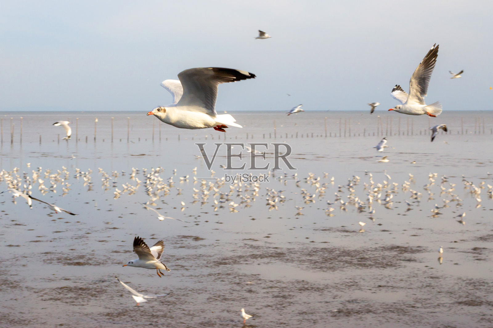 海鸥照片摄影图片