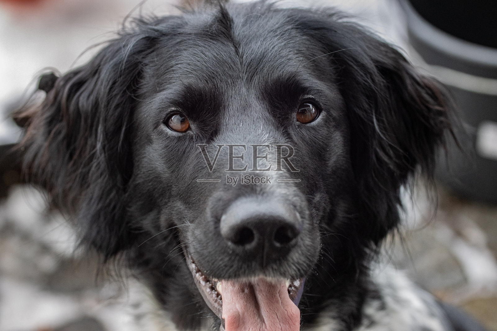 一只黑色毛茸茸的狗的特写照片摄影图片