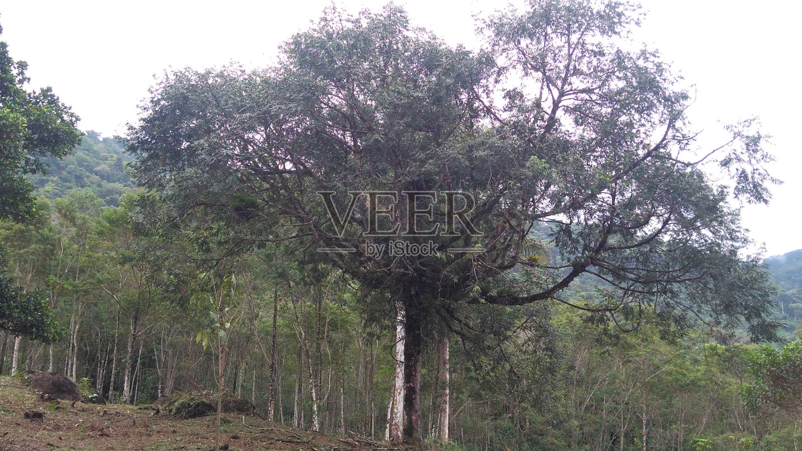 寄生虫,本地照片摄影图片