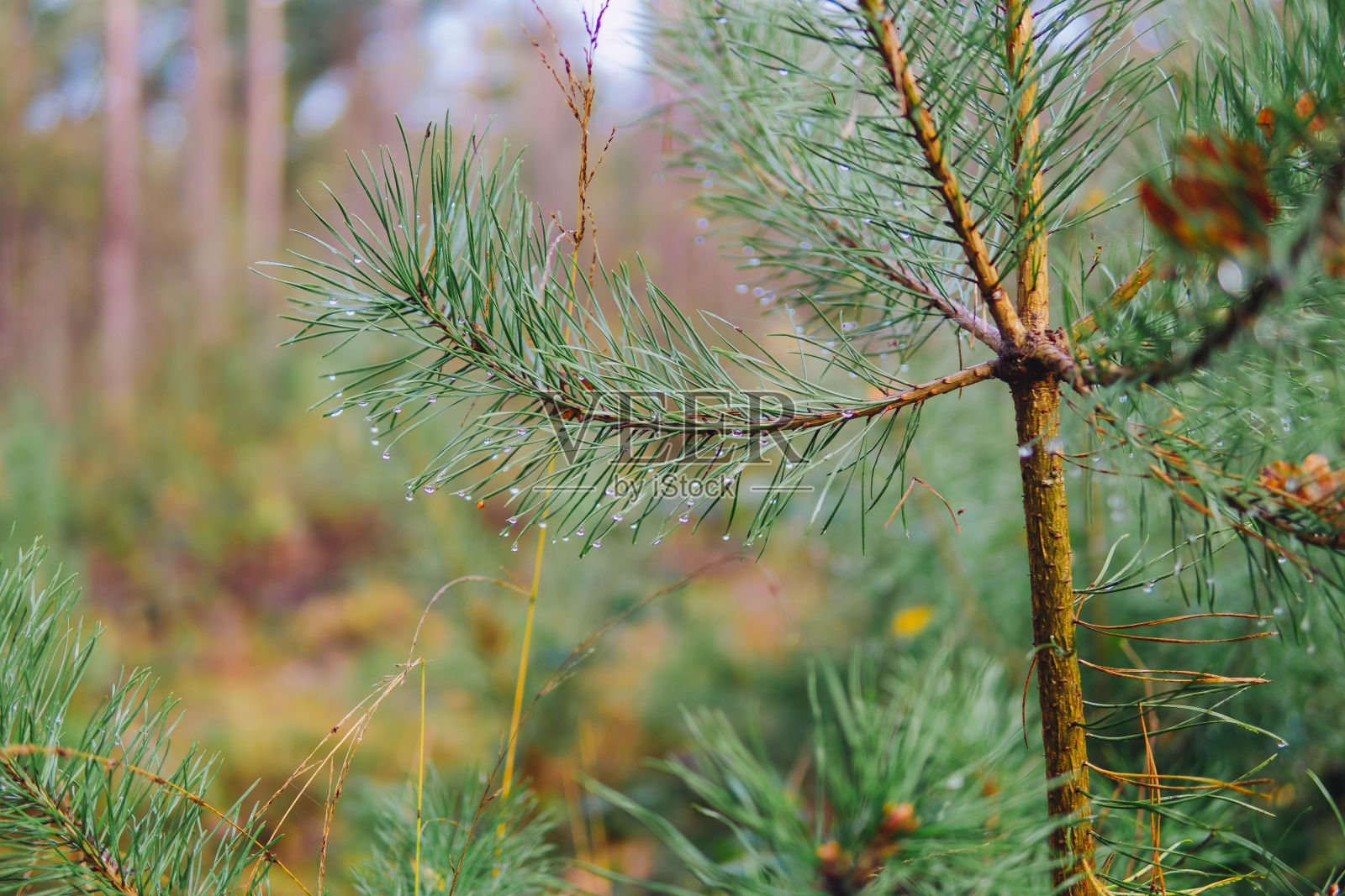 有露珠的松枝的选择性聚焦镜头照片摄影图片