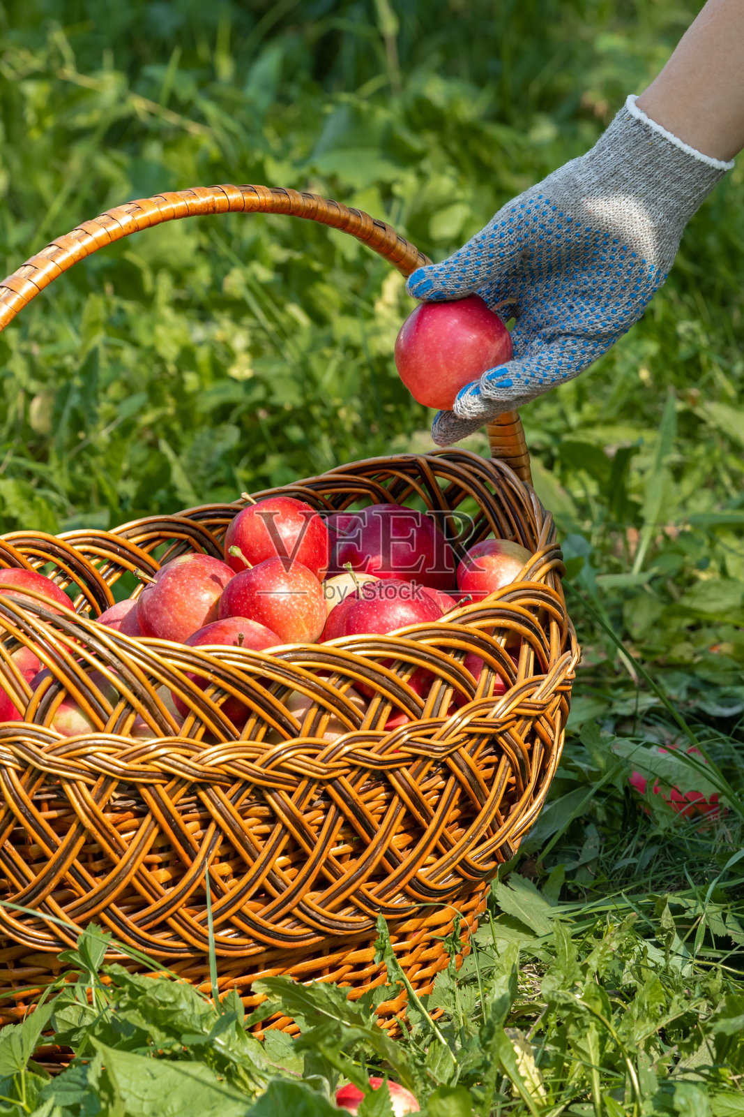 农夫把红苹果放在篮子里。照片摄影图片