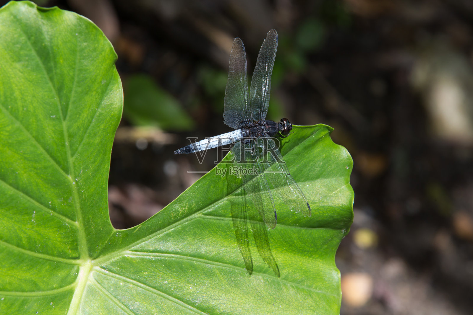 蜻蜓照片摄影图片