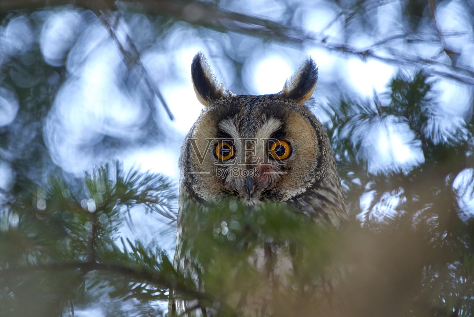 长耳猫头鹰照片摄影图片