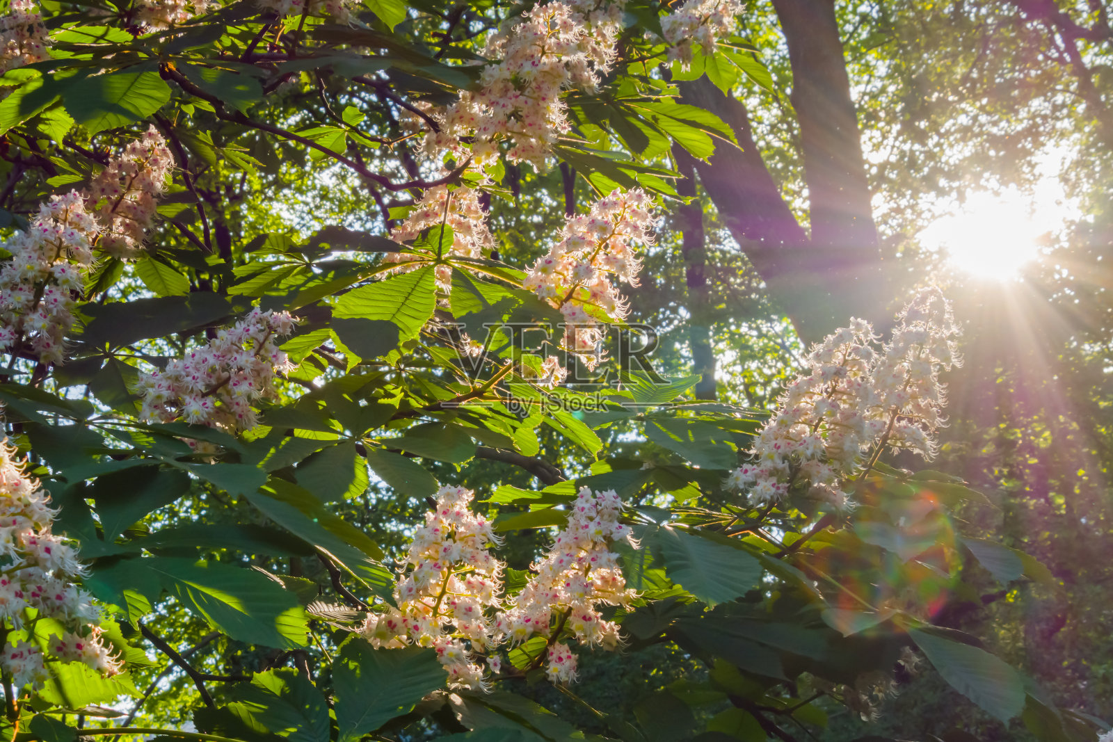 栗树与开花的春天花与太阳透镜耀斑-近照片摄影图片