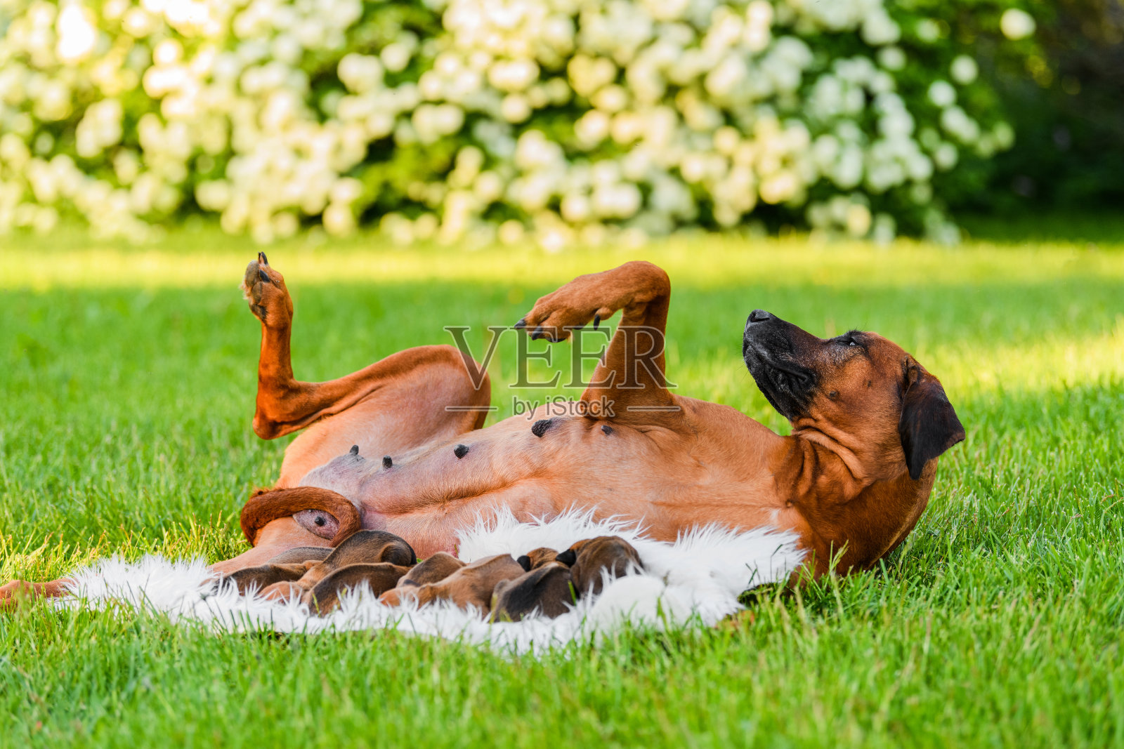 罗得西亚脊背狗妈妈和她刚出生的小狗在大自然照片摄影图片
