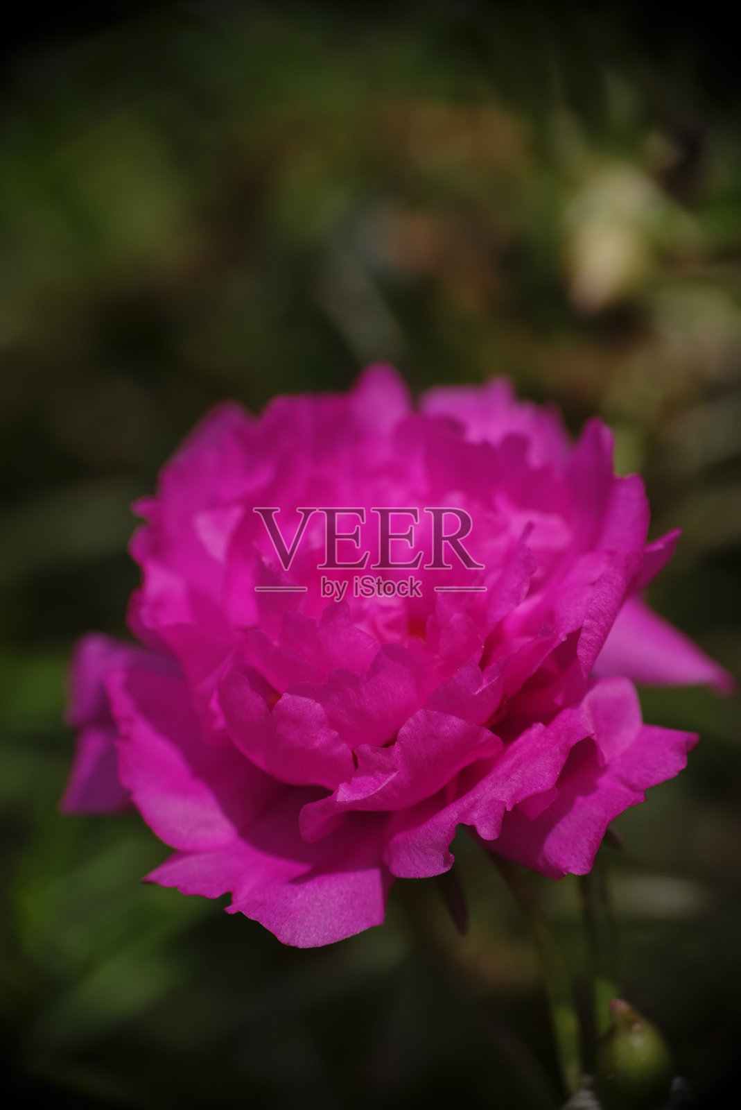 微距照片的马齿苋(苔藓玫瑰马齿苋)在花园里选择焦点。照片摄影图片