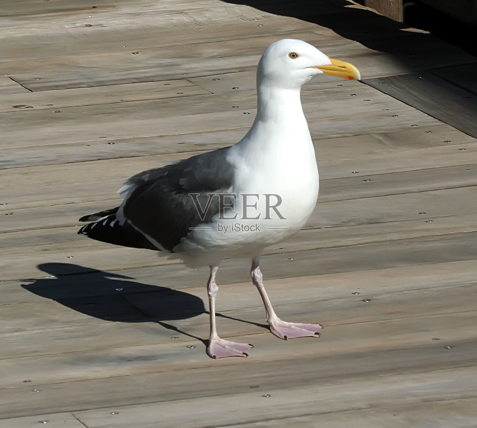 晴朗的一天，码头上的海鸥照片摄影图片
