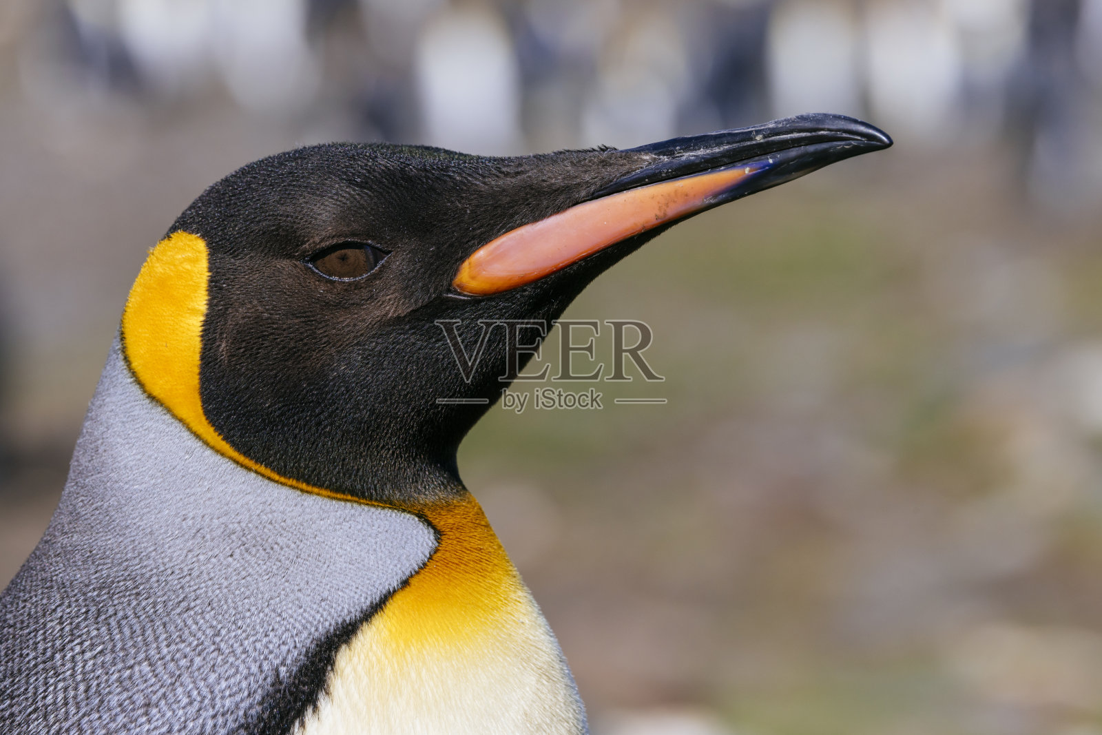 企鹅王(Aptenodytes patagonicus)，摄于南乔治亚州圣安德鲁斯湾照片摄影图片