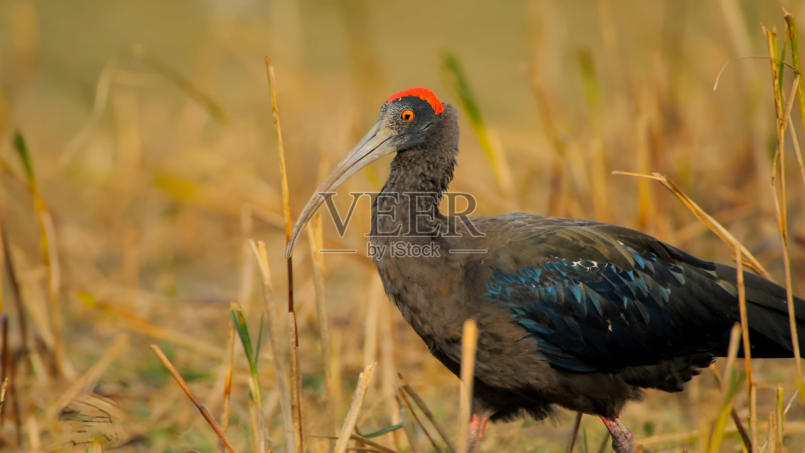 红背朱鹭(pseudodibis papillosa)照片摄影图片