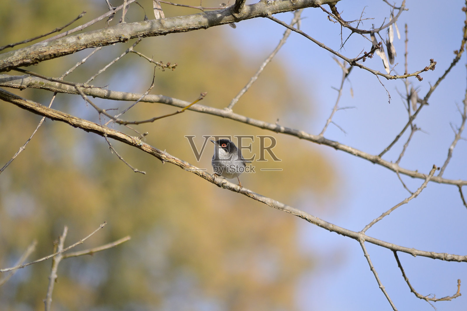 只黑头莺照片摄影图片