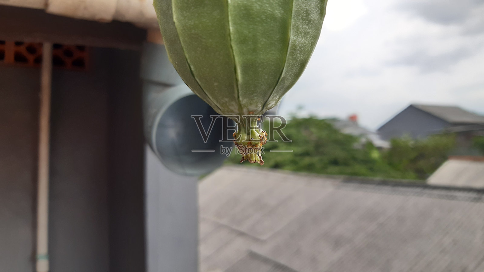 挂脊葫芦藤上成群的红蚂蚁照片摄影图片