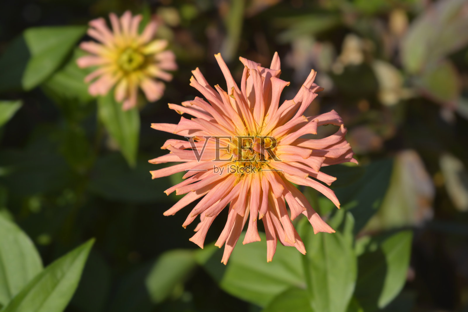 鲑鱼色百日草照片摄影图片
